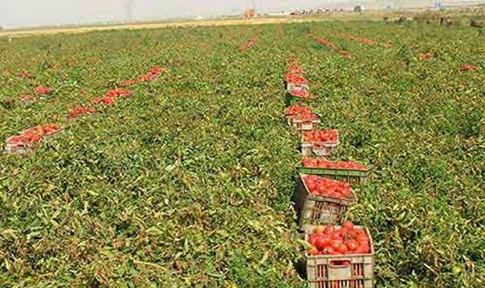 نگرانی کشاورزان گوجه‌کار آبدانی از فروش محصولات