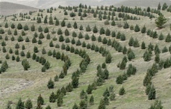 کاشت ۱۱۰۰ هکتار جنگل در جنوب استان بوشهر
