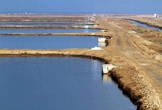 تخصیص 5 هزار هکتار اراضی ساحلی استان بوشهر به پرورش میگو