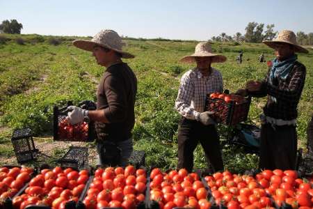 مشکلات گوجه‌کاران در شهرستان دیر رفع می‌شود
