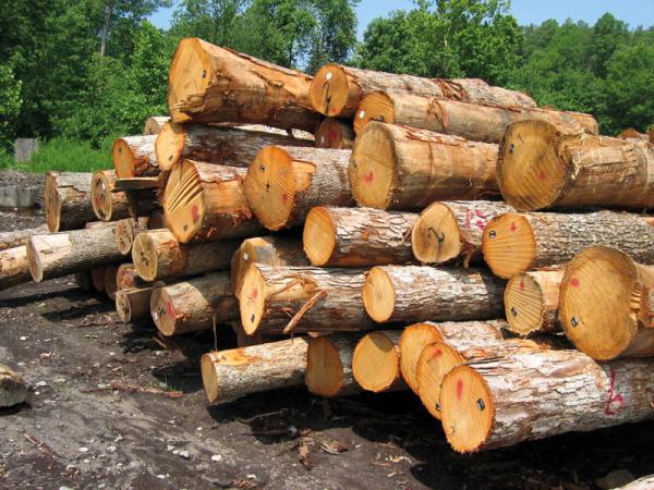 نظارت بر خریداران چوب خام افزایش یابد