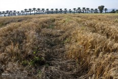 خسارت 90 درصدی به کشتزار‌های گندم استان بوشهر