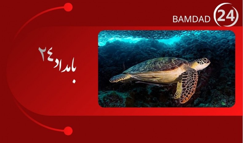 در زیستگاه‌های لاک‌پشت بوشهر محدودیت‌ تردد  تعریف شود