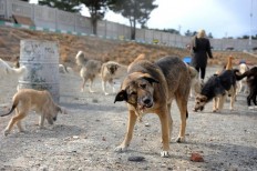 سگ‌های سرگردان آرامش شهروندان دیـّر را ربوده‌اند