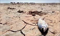 خطر انقراض 9 تالاب در ایران افزایش یافت