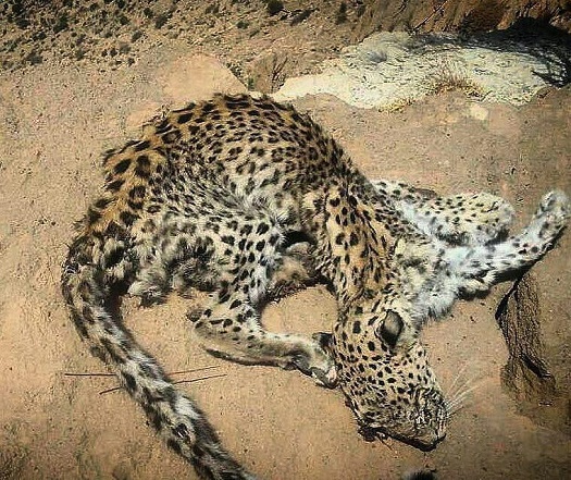 کشف یک لاشه پلنگ مرده در کوههای بیرمی کشف یک لاشه پلنگ مرده در کوههای بیرمی