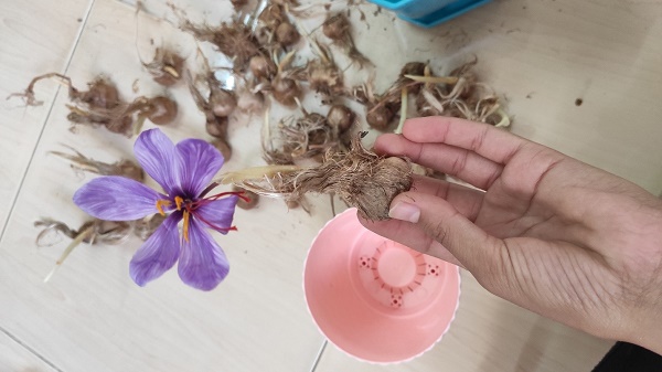 اموزش کاشت زعفران در خانه بدون خاک
