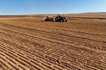 کشت گندم در۱۲۰ هزار هکتار از اراضی بوشهر