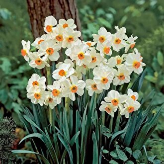 اقلیم آفتابی بوشهر فرصتی طلایی برای رونق کشت گل نرگس