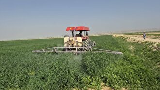 مانور مبارزه با علف‌های هرز در مزارع گندم گناوه برگزار شد