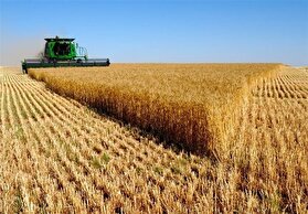 ۳۶ هزار و ۵۰۰ هکتار از اراضی بوشهر زیر کشت گندم رفت