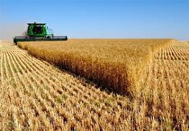 ۳۶ هزار و ۵۰۰ هکتار از اراضی بوشهر زیر کشت گندم رفت