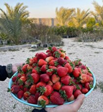 محققان بوشهری عنوان مقاله برتر را دریافت کردند