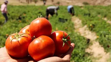 ۴۰۰ هکتار از مزارع گوجه‌فرنگی دیّر آسیب دیده است