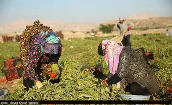 الگوی کشت، ضرورت انکارناپذیر کشاورزی استان است