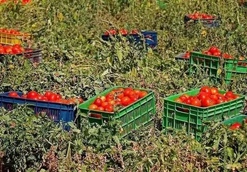 روزانه ۵۸۰۰ تن گوجه‌فرنگی خارج از فصل در استان بوشهر برداشت می‌شود