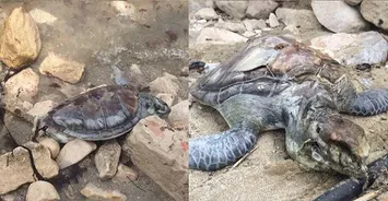 ادوات سنتی صیادی در بوشهر عامل مرگ آبزیان