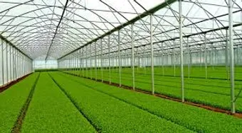 پیش بینی برداشت ۹۰ هزار تن سبزی و صیفی در استان بوشهر
