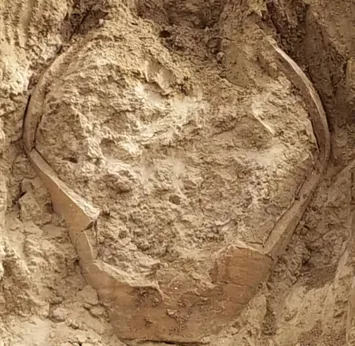 کشف کوزه ساسانی در بوشهر