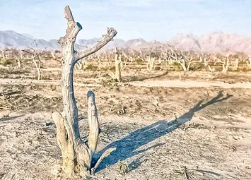 پتروشیمی دشتستان به کما رفت